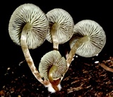 Hypholoma subviride image