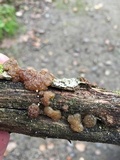 Myxarium nucleatum image