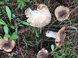 Russula cerolens image