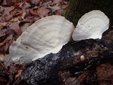 Trametes cubensis image