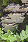 Perenniporia fraxinea image