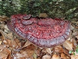 Ganoderma sessile image