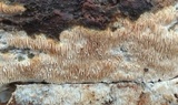 Wrightoporia avellanea image