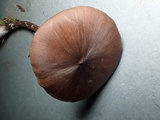Entoloma hirtipes image