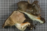 Entoloma ferruginans image