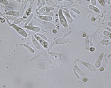 Entoloma ferruginans image