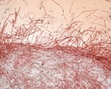 Entoloma ferruginans image