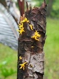 Calocera viscosa image