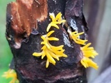 Calocera viscosa image