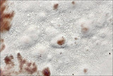 Perenniporia fraxinea image