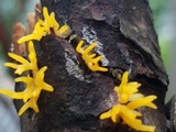 Calocera viscosa image