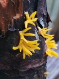 Calocera viscosa image