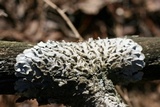 Canoparmelia caroliniana image