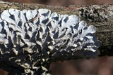 Canoparmelia caroliniana image