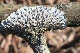 Canoparmelia caroliniana image