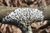 Canoparmelia caroliniana image