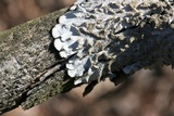 Canoparmelia caroliniana image