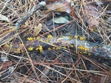 Calocera viscosa image