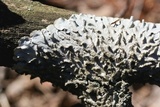 Canoparmelia caroliniana image