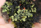 Phaeophyscia rubropulchra image