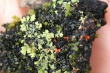 Phaeophyscia rubropulchra image