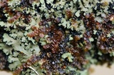 Phaeophyscia rubropulchra image