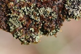 Phaeophyscia rubropulchra image