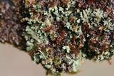 Phaeophyscia rubropulchra image