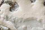 Perenniporia fraxinea image