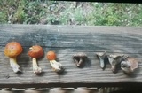 Lactarius paradoxus image