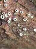 Stictis radiata image