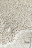 Perenniporia fraxinea image