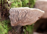 Daedalea quercina image
