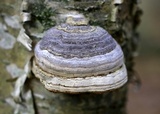 Fomes excavatus image