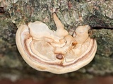 Fomes excavatus image