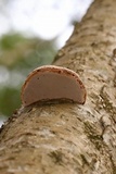 Fomes excavatus image