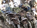 Hymenochaete rubiginosa image