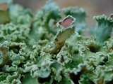 Usnocetraria oakesiana image