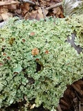 Usnocetraria oakesiana image