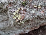 Usnocetraria oakesiana image