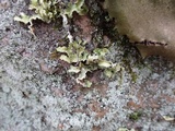 Usnocetraria oakesiana image