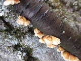 Plicaturopsis crispa image