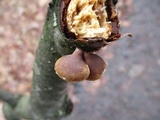 Tectella patellaris image