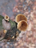 Tectella patellaris image