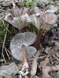 Clitocybula atrialba image