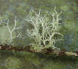 Ramalina roesleri image