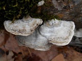 Cerrena unicolor image