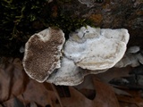 Cerrena unicolor image