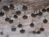 Phleogena faginea image