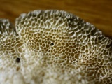 Poronidulus conchifer image